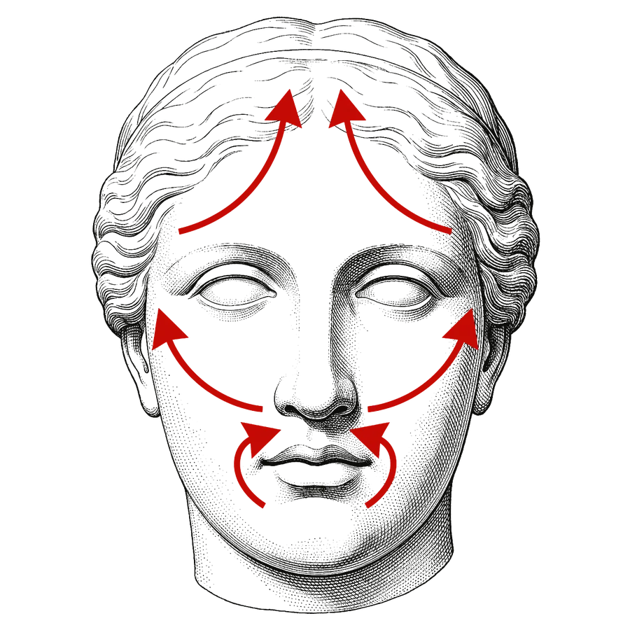 Anatomical plate of the muscles of facial expression